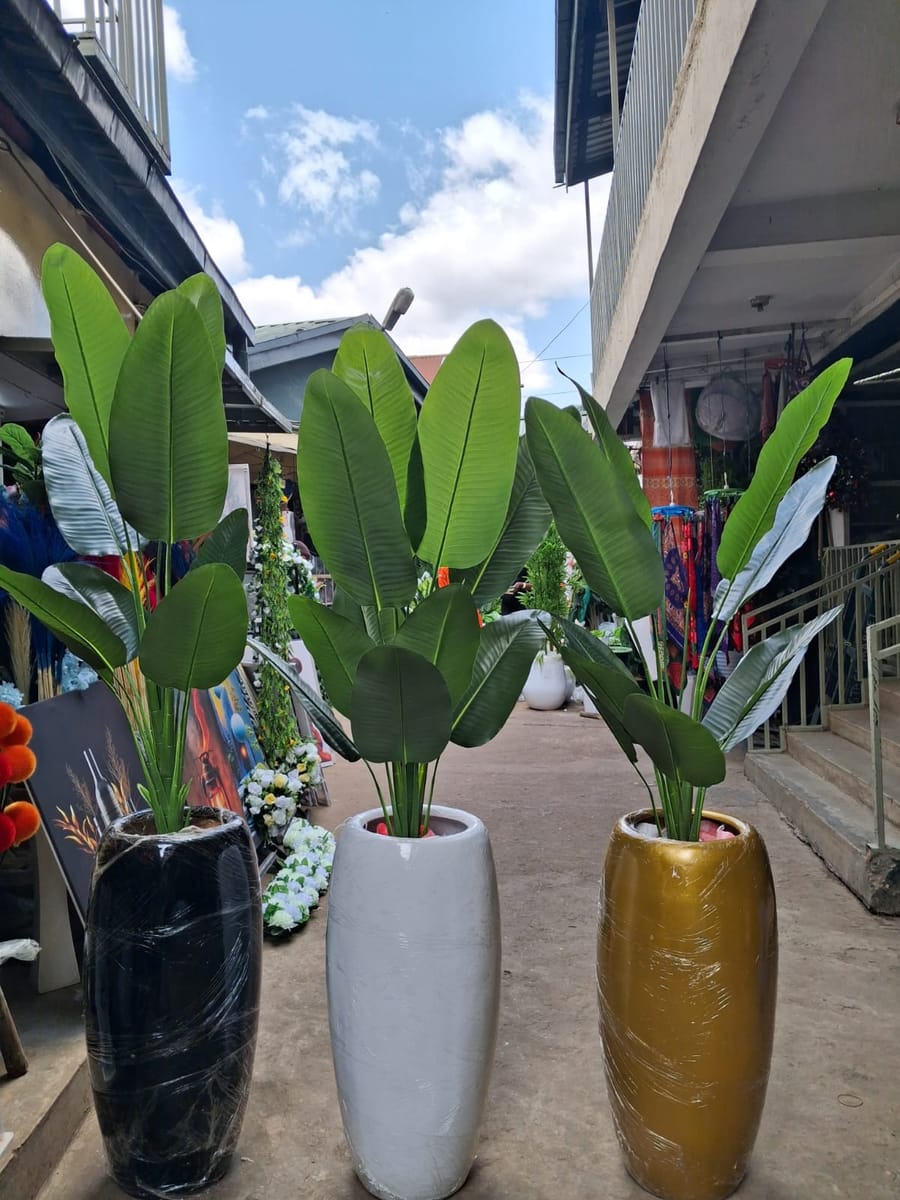 Banana plant with a planters